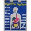 Educational Digestive System Charts